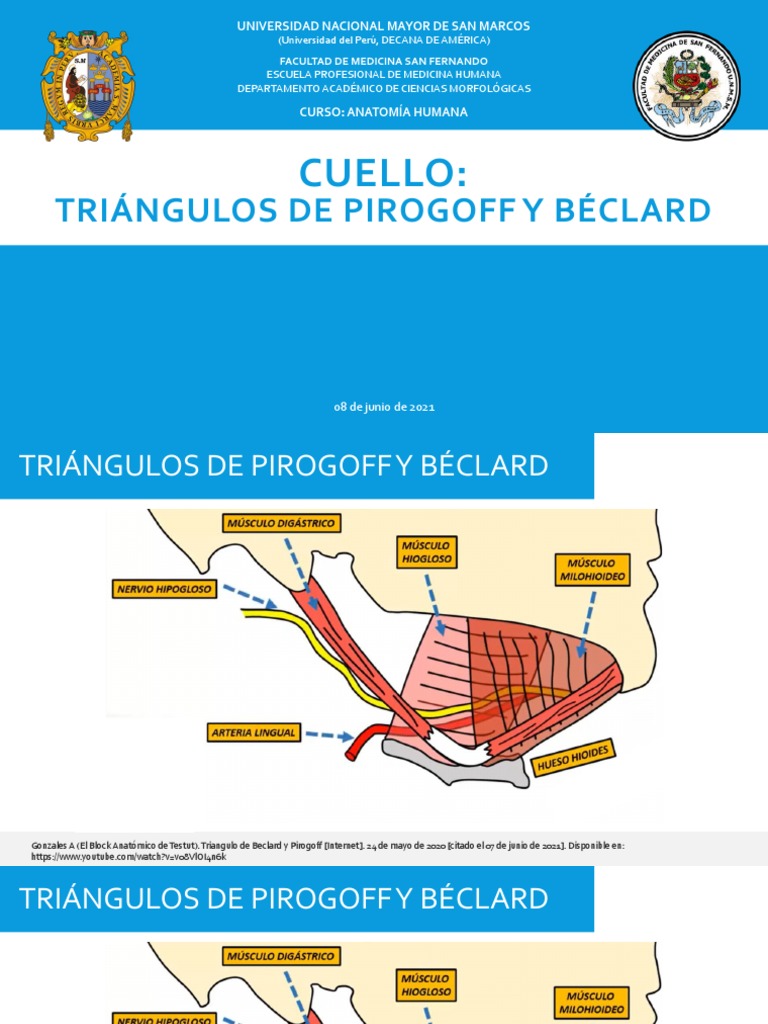 Triángulos de Pirogoff y Béclard en Anatomía | PDF | Medicina CLINICA ...