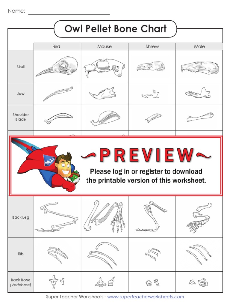 Owl Pellet Bone Chart: Name | PDF