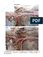 Artérias Do Pescoço e Cabeça