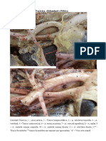 Artérias Da Cavidade Torácica - Abdominal