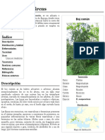 Buxus Sempervirens - Wikipedia, La Enciclopedia Libre