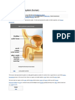 Male Reproductive System