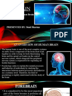 Forebrain: Anatomy of Human Brain