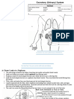 Aorta Delivers Blood Bladder Lungs Kidney Nephron Renal Vein Returns Blood Skin Ureter Urethra