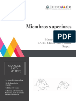 Miembros Superiores