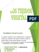 BT4.5 Tejidos Vegetales