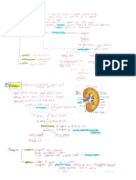 Histología Del Sistema Urinario