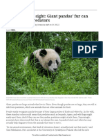 Pandas Hide in Plain Sight