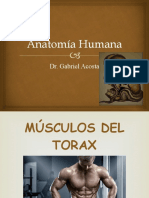 10 Anatomía Humana - Musculos del Tórax - Dr. Gabriel Acosta