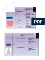 Genes y Estructura