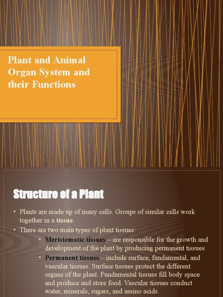 Plant and Animal Organ System and Their Functions PDF Human Body