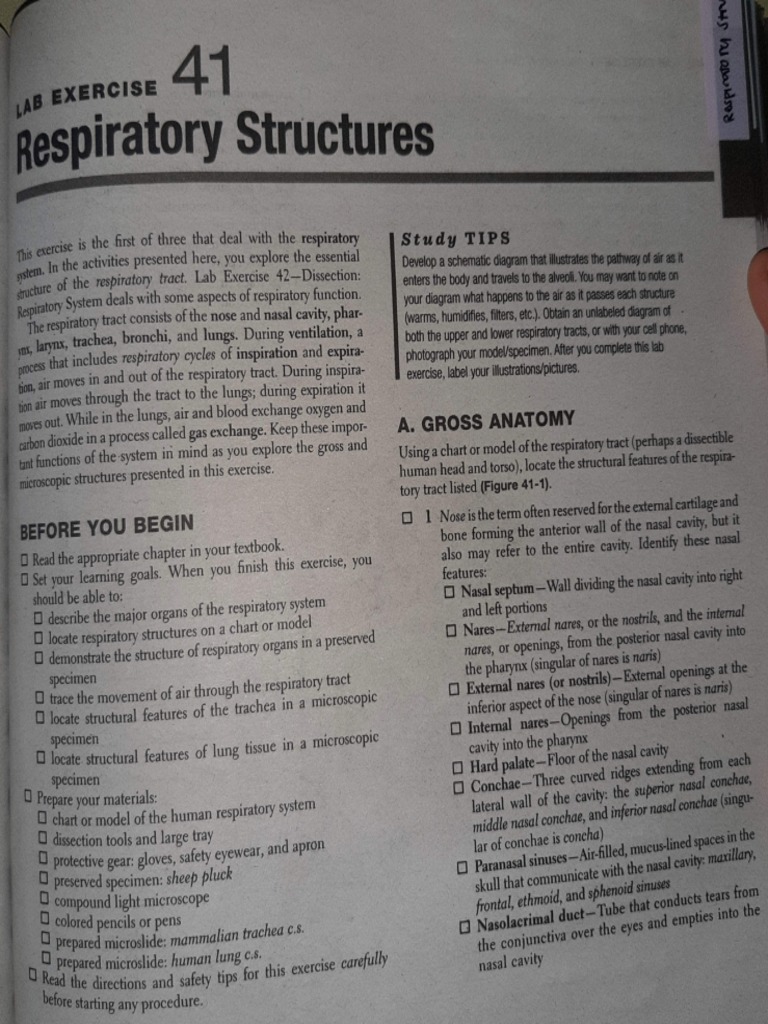 Lab Exercise 41 Respiratory PDF