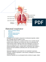 Sistemul Respirator - Anatomie