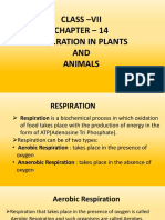 7T Respiration in Plants and Animals