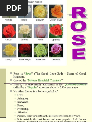 Rose