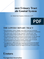 The Lower Urinary Tract and Male Genital System