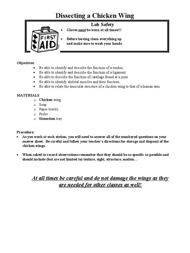 Dissecting A Chicken Wing Lab Safety PDF Muscle Skeleton