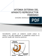 Anatomia Externa Del Aparato Re Product or Femenino
