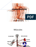 Anatomia - Sistema Muscular-1