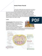 Resumen - Anatomía e Histología 02 - Primer Parcial