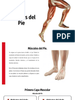 Músculos Del Pie