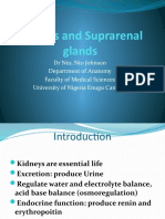 Kidneys and Suprarenal Glands - DR Nto, Nto J