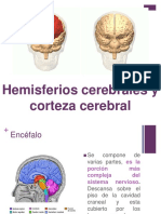 Hemisferios Cerebrales y Corteza Cerebral