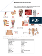 Etimologías Grecolatinas - Actividades: Osteo Derm, Derma, Dermat, Cephalo Tonsilla Angio