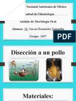 Disección Pollo