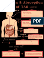 Digestion & Absorption of TAG