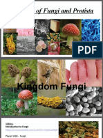 28 Diversity of Fungi and Protists Martine 2020