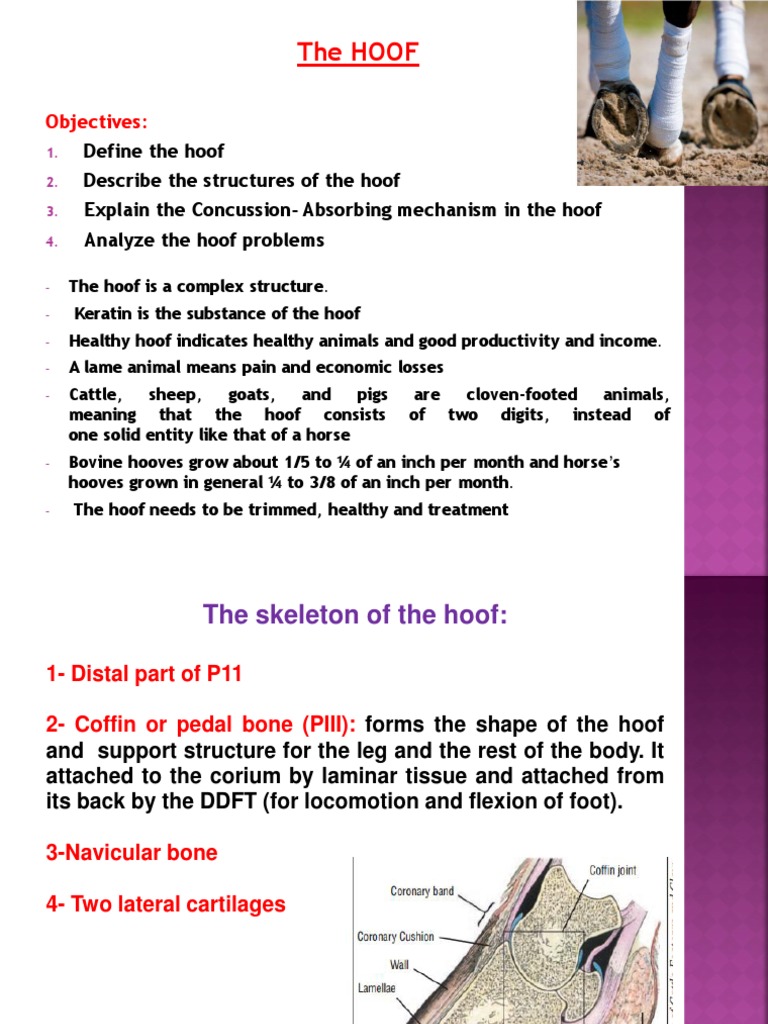 Hoof Anatomy | PDF | Human Anatomy | Anatomy