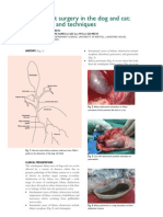 Biliary Tract Surgery in Dogs and Cats