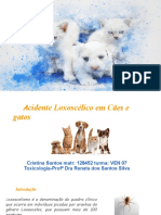 Acidente Loxoscélico em Cães e Gatos - Cristina Santos