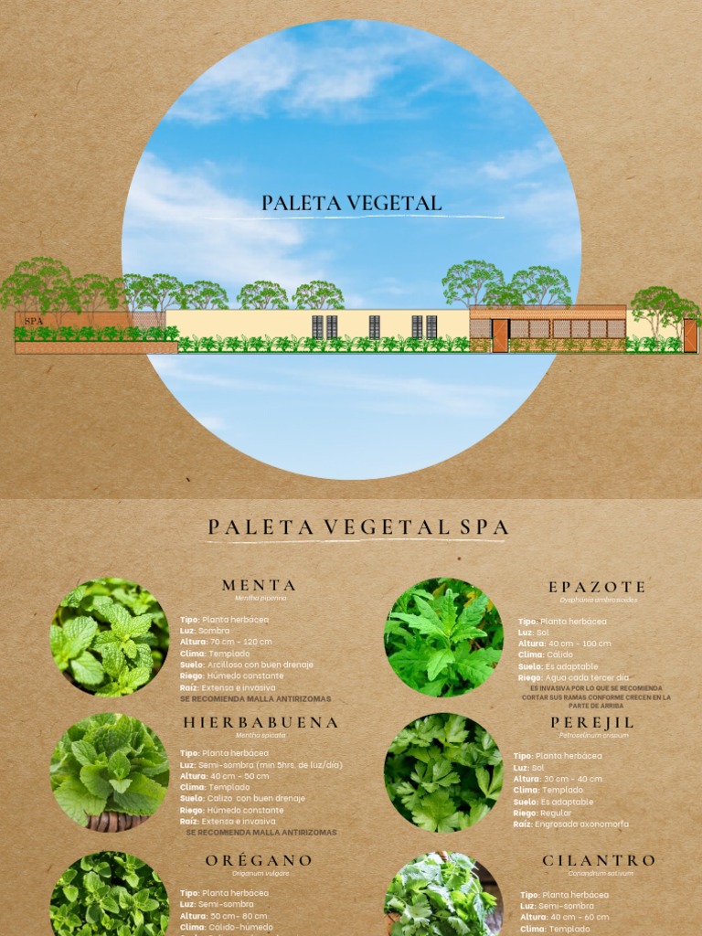 Paleta Vegetal: Especies y Climas | PDF | Lechuga | Perejil