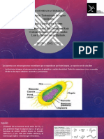 ANATOMIA BACTERIANA: ESTRUCTURAS Y CARACTERÍSTICAS