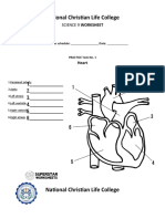 Worksheet Circulatory System Sept. 25 1