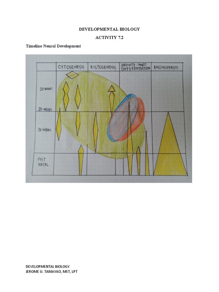 Timeline Neural Development: Developmental Biology Activity 7.2 | PDF
