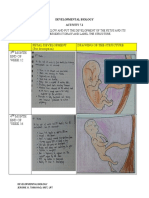 Fetal Development (Put Description) Drawing of The Structure 3 Month End of Week 12