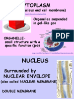 Cytoplasm: (Between Nucleus and Cell Membrane) Organelles Suspended in Gel-Like Goo