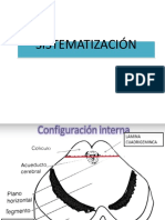 Mesencefalo Sistematización