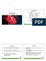 The Heart: Pumps Blood Throughout The Body