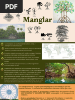 Manglar
