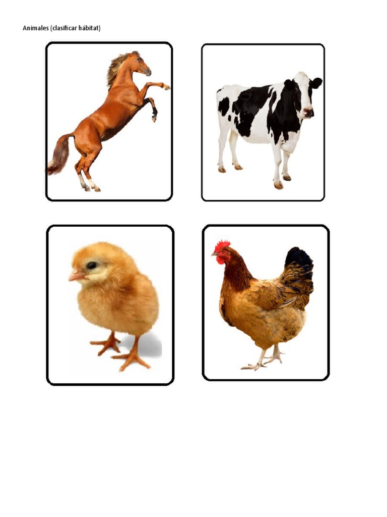 Cómo Se Dice En Inglés Gallina Animales (Clasificar Hábitat) | PDF