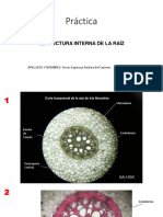 Informe Anatomía de Raíz