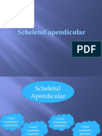 Tema Scheletul_apendicular