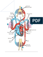 GAMBAR PEREDARAN DARAH