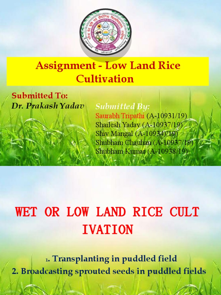 LOW LAND RICE Cultivation | PDF | Sowing | Manure