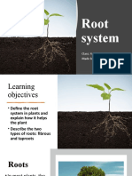 Root System: Class: 4 Made By: Rabiya Arif