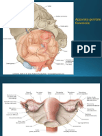 ADI Apparato Genitale Femminile